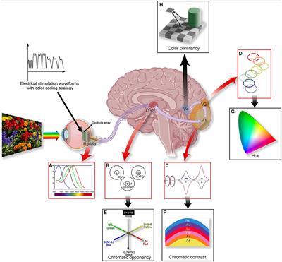 The mechanism of human color vision and potential implanted devices for artificial color vision